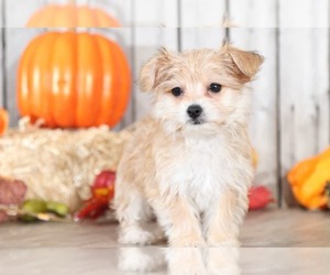 Poochon-Yorkshire Terrier Mix Puppy for sale in MOUNT VERNON, OH, USA