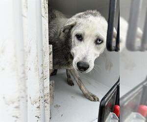 Labrador Retriever-Unknown Mix Dogs for adoption in Houston, TX, USA