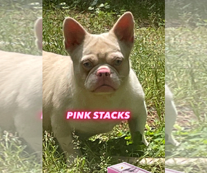 Father of the French Bulldog puppies born on 04/28/2025