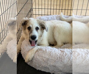 Rory - Male Great Pyrenees Dog for Adoption - Photo #2