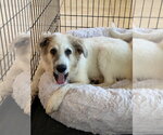 Small #1 Great Pyrenees