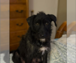 Small #7 Mutt