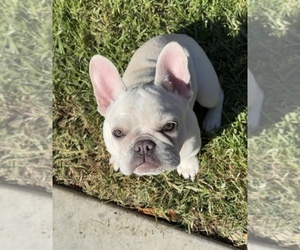 French Bulldog Puppy for sale in SAN DIEGO, CA, USA
