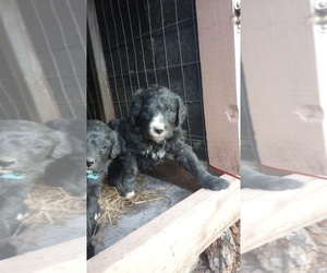 Bernedoodle Puppy for sale in RAPHINE, VA, USA