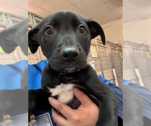 German Shepherd Dog-Unknown Mix Dogs for adoption in Houston, TX, USA