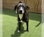 Small #1 Labrador Retriever Mix