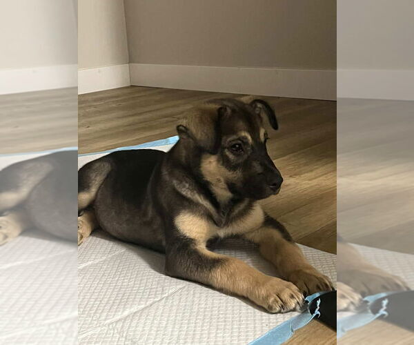 Medium Photo #3 Mutt Puppy For Sale in Dana Point, CA, USA