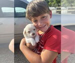 Small #1 Labrador Retriever Mix