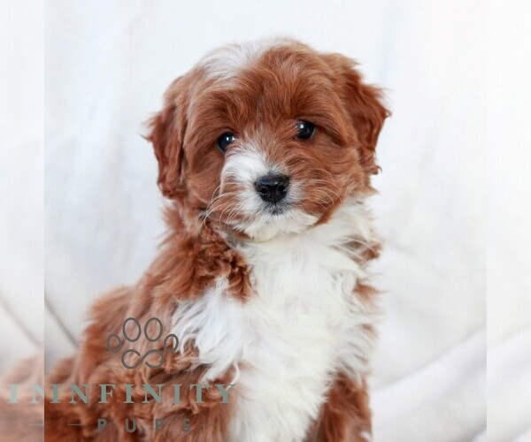 Medium Photo #4 Cavapoo (Miniature) Puppy For Sale in LITITZ, PA, USA