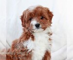 Small #3 Cavapoo (Miniature)