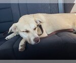 Small #8 American Pit Bull Terrier Mix