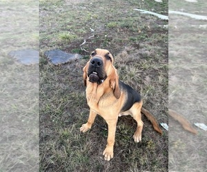 Bloodhound Dog for Adoption in SWEET HOME, Oregon USA