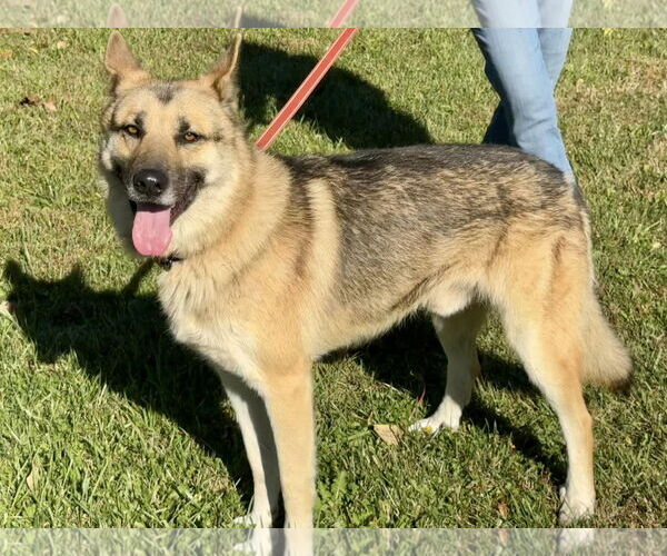 Medium Photo #2 German Shepherd Dog-Unknown Mix Puppy For Sale in Millersville, MD, USA