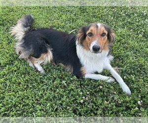 Mother of the English Shepherd puppies born on 01/30/2026