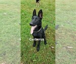 Small Photo #1 German Shepherd Dog Puppy For Sale in HILLSBORO, OH, USA