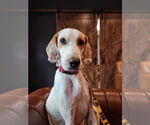 Small #1 Brittany-Spaniel Mix