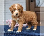 Small #2 Goldendoodle (Miniature)