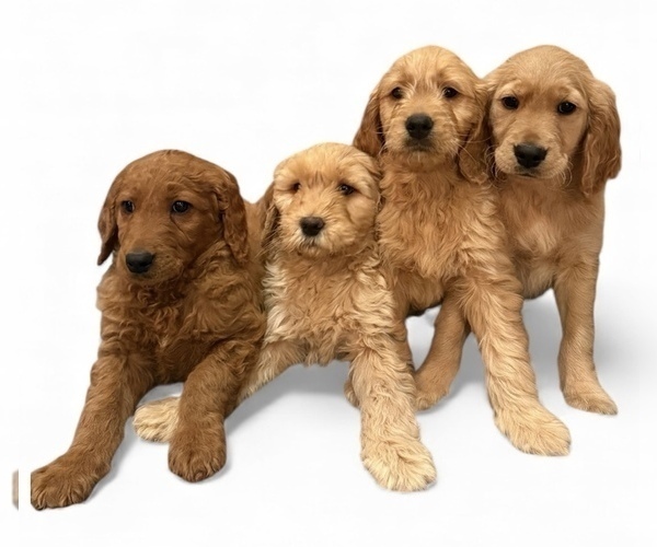 Medium Photo #2 Goldendoodle Puppy For Sale in GOLDSBORO, NC, USA