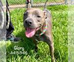 Small #1 American Pit Bull Terrier Mix