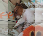 Peaches N CREAM - Female Dachshund Puppy for Sale - Photo #4