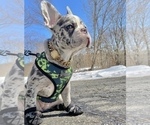 Small Photo #1 French Bulldog Puppy For Sale in NEW MILFORD, CT, USA
