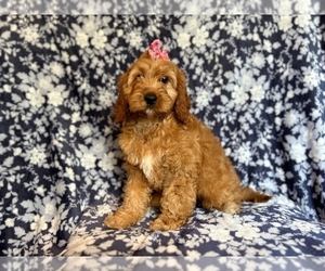 Cockapoo Puppy for sale in LAKELAND, FL, USA