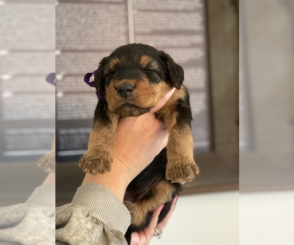 Medium Photo #4 Airedale Terrier Puppy For Sale in LENEXA, KS, USA