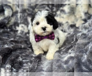 Cavapoo Puppy for sale in CAMPBELLSVILLE, KY, USA