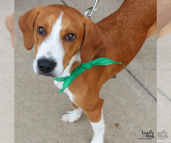 Medium Photo #1 Mutt Puppy For Sale in Washington, DC, USA