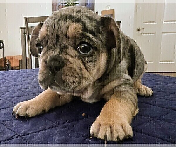 Medium Photo #6 French Bulldog Puppy For Sale in CHINO HILLS, CA, USA