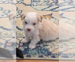 Small #2 Aussie-Poo