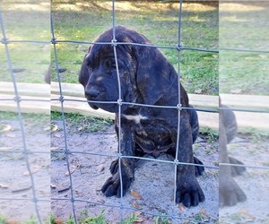 Presa Canario Puppy for sale in ZEPHYRHILLS, FL, USA