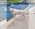 Small #4 Great Pyrenees
