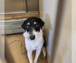 Small Border Collie-Parson Russell Terrier Mix