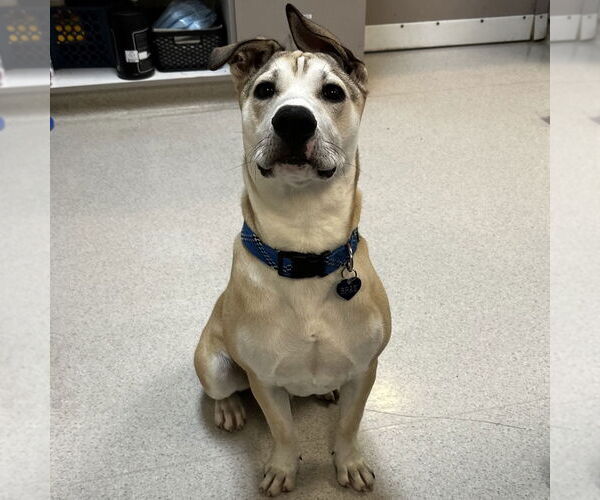 Medium Photo #3 American Staffordshire Terrier Puppy For Sale in Rohnert Park, CA, USA