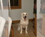 Small #3 Golden Pyrenees