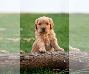 Golden Retriever Puppy for sale in BLUFFTON, OH, USA