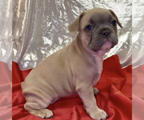 Medium Photo #1 French Bulldog Puppy For Sale in WEXFORD, PA, USA