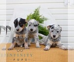 Small #1 Australian Cattle Dog