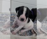 Small #1 Labrador Retriever Mix