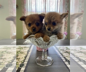 Yoranian Puppy for sale in GREENVILLE, NC, USA