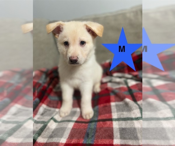 Medium Photo #4 German Shepherd Dog Puppy For Sale in ALACHUA, FL, USA