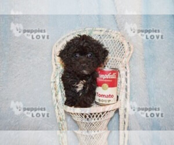 Medium Photo #7 Poochon-Poodle (Toy) Mix Puppy For Sale in SANGER, TX, USA