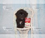 Small Photo #7 Poochon-Poodle (Toy) Mix Puppy For Sale in SANGER, TX, USA