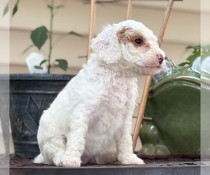 Goldendoodle (Miniature) Puppy for sale in SAINT MARYS, KS, USA