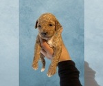 Small Photo #2 Poodle (Toy) Puppy For Sale in MERCED, CA, USA