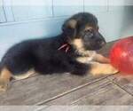 Small Photo #3 German Shepherd Dog Puppy For Sale in WEST LINN, OR, USA