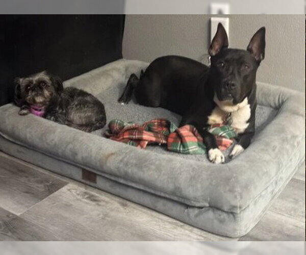 Medium Photo #7 American Pit Bull Terrier-Unknown Mix Puppy For Sale in Fallbrook, CA, USA