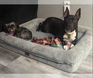 Milo - Male American Pit Bull Terrier-Unknown Mix Dog for Adoption - Photo #7