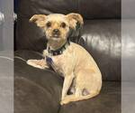 Small #5 Mutt